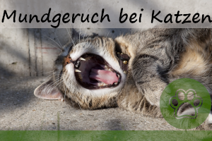 Mundgeruch bei Katzen – 4 Ursachen und Tipps