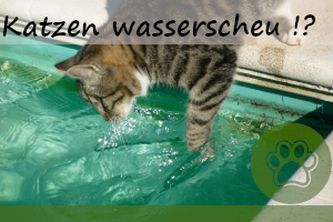 Sind Katzen immer wasserscheu? – 5 Gründe