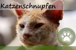 Katzenschnupfen – 6 Symptome und Behandlung