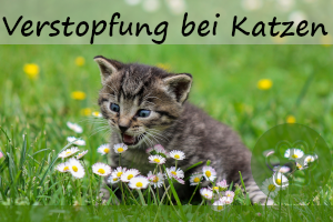 Verstopfung bei Katzen – 6 Anzeichen