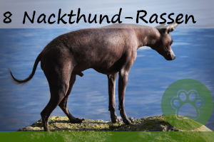 8 Nackthunde ohne Fell – Hunderassen und Infos