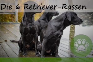 6 Retriever Hunderassen – Bilder und Wissenswertes