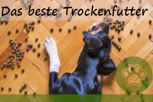 Die 5 besten Trockenfutter für Hunde