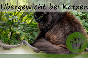 Übergewicht bei Katzen – 8 Folgen