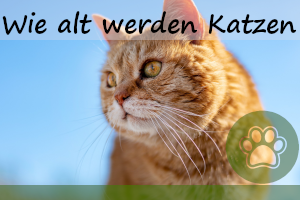 Wie alt werden Katzen? – Faktoren und 5 super Tipps