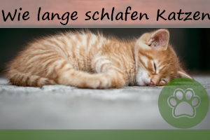 Wie lange schlafen Katzen? – Infos und 3 Tipps