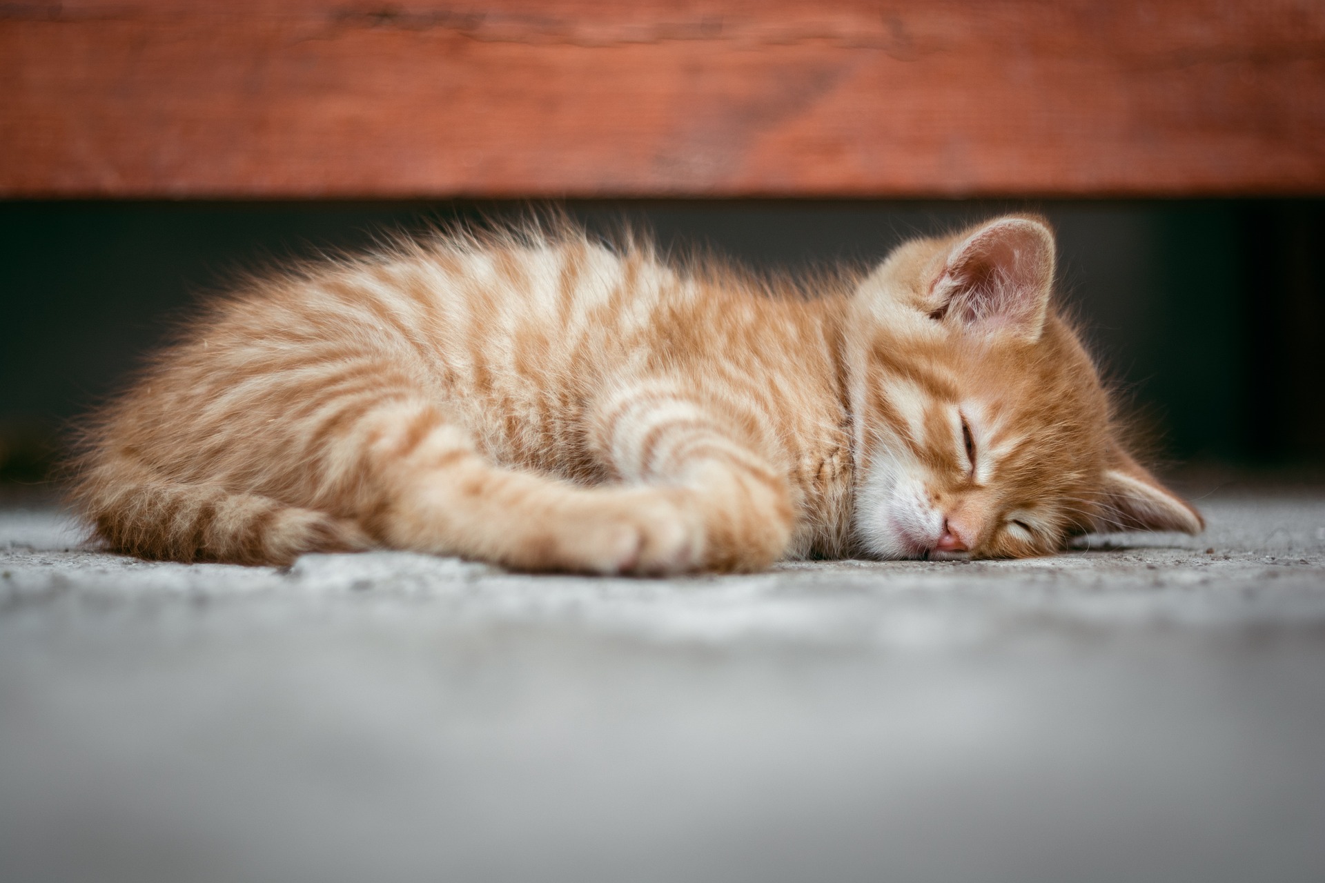 wie lange schlafen katzen