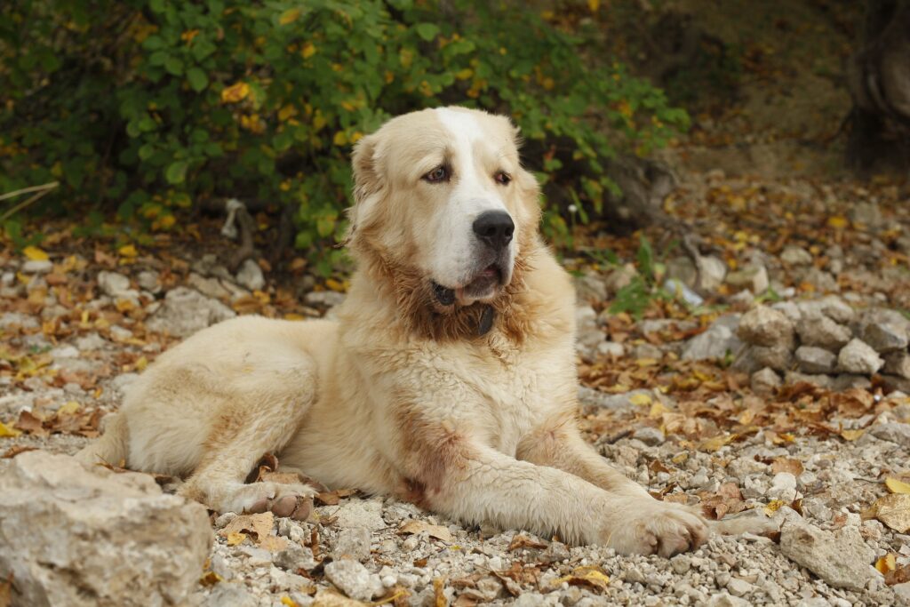 Kaukasischer Owtscharka Hirtenhunde