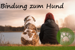 Bindung zum Hund aufbauen und stärken – 7 super Tipps