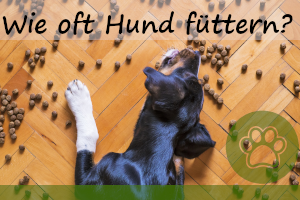 Wie oft den Hund füttern –  wann am besten & 7 Fehler