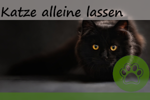 Katze alleine lassen – wie lange maximal? und 6 Tipps