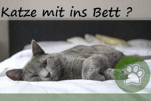 Soll die Katze mit ins eigene Bett? – Pro und Contra