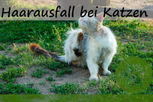 Haarausfall bei Katzen – 5 Ursachen