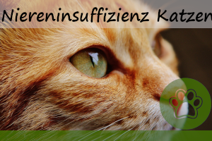 Niereninsuffizienz bei Katzen – alles wichtige dazu & 10 Anzeichen