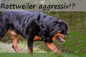 Rottweiler aggressiv – schon von Natur aus?