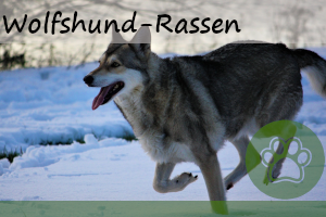 Wolfshunde – 6 Hunderassen die wie ein Wolf aussehen