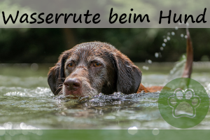 Wasserrute beim Hund – 5 Anzeichen