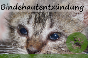 Bindehautentzündung bei Katzen – 5 Anzeichen und Behandlung