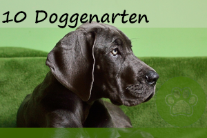 Die 10 bekanntesten Doggenarten – Infos und Bilder