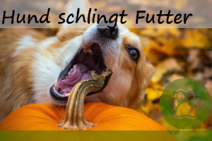 Hund schlingt – 5 Tipps dagegen