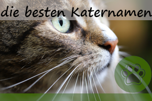 Katernamen – die 250 besten Namen für männliche Katzen