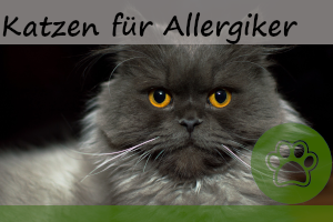 Katzen für Allergiker – 7 geeignete Katzenrassen