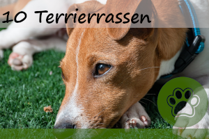 Die 12 bekanntesten Terrierrassen