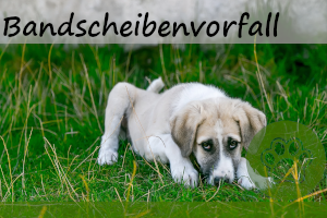 Bandscheibenvorfall beim Hund – 8 Symptome