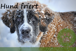 Hund friert – Woran erkennen & 7 super Tipps