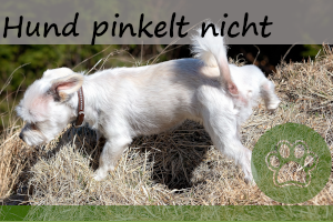 Hund pinkelt nicht – 6 Ursachen