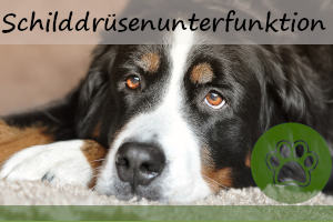 Schilddrüsenunterfunktion beim Hund – 9 Symptome & Behandlung