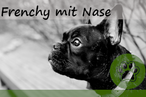 Französische Bulldogge mit Nase – 6 Vorteile