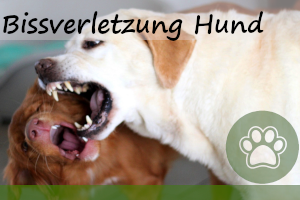 Bissverletzung beim Hund –  das ist zu tun & 7 Tipps