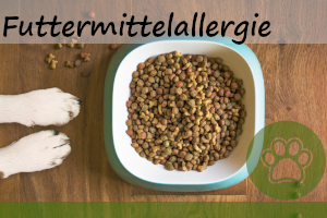 Futtermittelallergie beim Hund – 5 Ursachen, Symptome und Behandlung