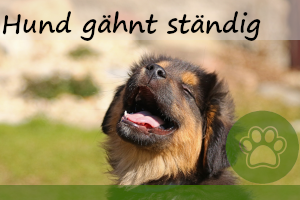 Hund gähnt ständig – 6 Gründe