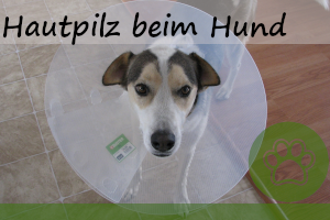 Hautpilz beim Hund – 6 Symptome und Behandlung