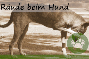 Räude beim Hund – 5 Symptome & Behandlung