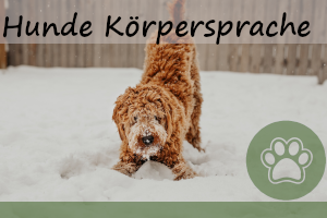 Hunde-Körpersprache: 7 Anzeichen, die ihr kennen solltet