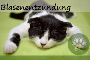 Blasenentzündung bei Katzen – Behandlung & 7 Symptome