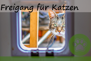 Freigang für Katzen – die 8 besten Tipps, Vor-& Nachteile