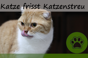 Katze frisst Katzenstreu – 3 Gründe & Abhilfe