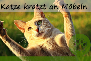 Katze kratzt an Möbel und Wänden – 3 Tipps dagegen und Gründe