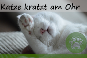 Katze kratzt sich am Ohr – 4 Gründe