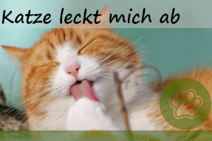 Katze leckt mich ab – 6 Gründe dafür