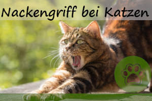 Katze am Nacken packen – lieber nicht! 5 Gründe