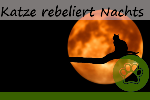 Katze rebelliert nachts? 4 Ursachen und Lösungen