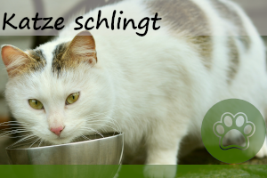 Katze schlingt ihr Futter – 6 super Tipps dagegen