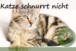 Katze schnurrt nicht mehr – 5 Gründe