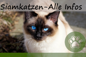 Siamkatze – alles Interessante zu ihnen, Charakter & Aussehen