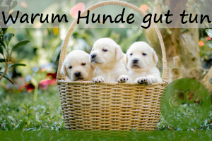 Warum Hunde uns Menschen gut tun – 6 Gründe